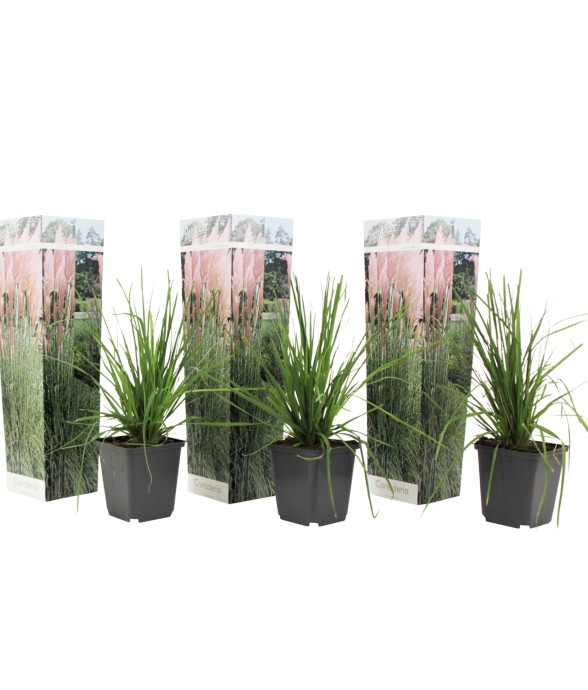 Herbe de la Pampa - Set de...