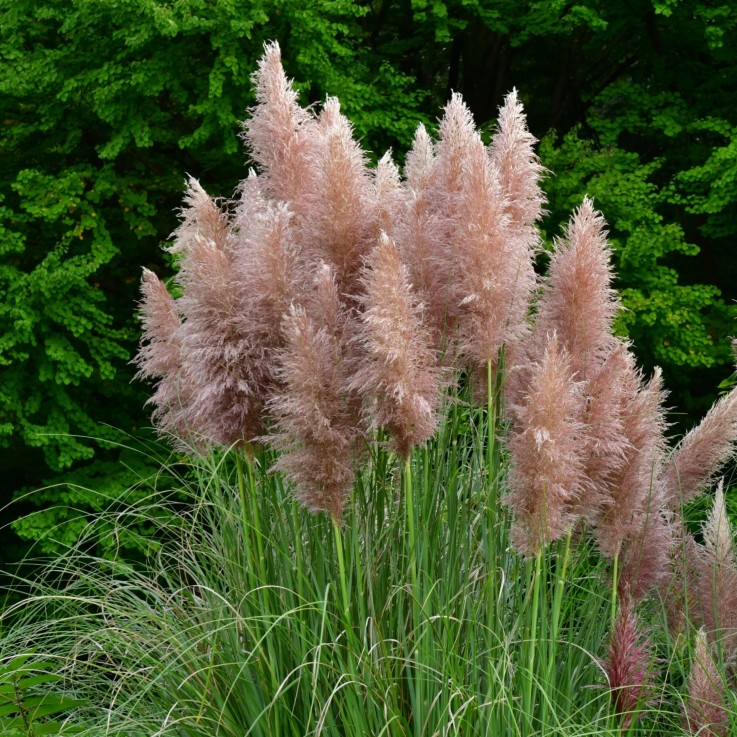 Herbe de la Pampa - Set de 3 - Cortaderia selloana - Hauteur 25-40cm - ⌀9cm