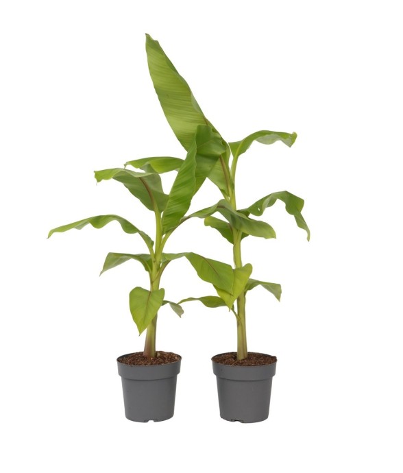 Bananier du Japon - Set de...