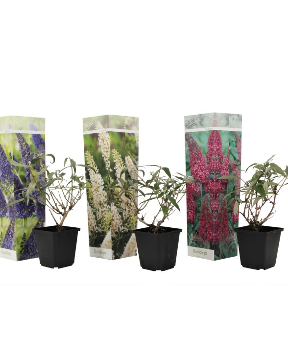 Arbre à papillons - Set de...