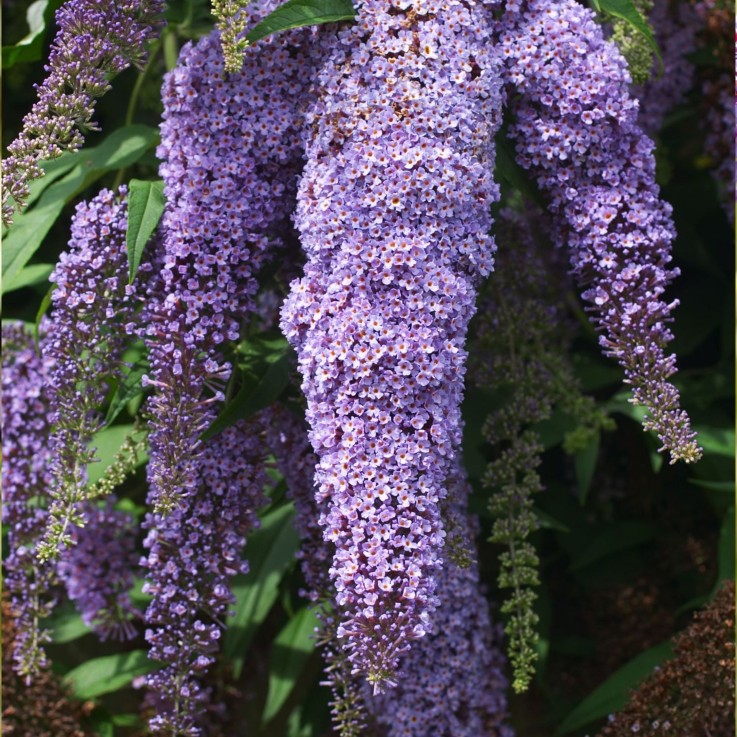 Arbre à papillons - Set de 3 - Buddleja davidii - Hauteur 25-40cm - ⌀9cm