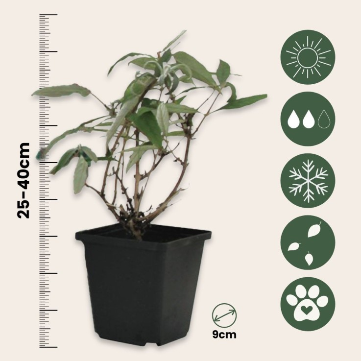 Arbre à papillons - Set de 3 - Buddleja davidii - Hauteur 25-40cm - ⌀9cm