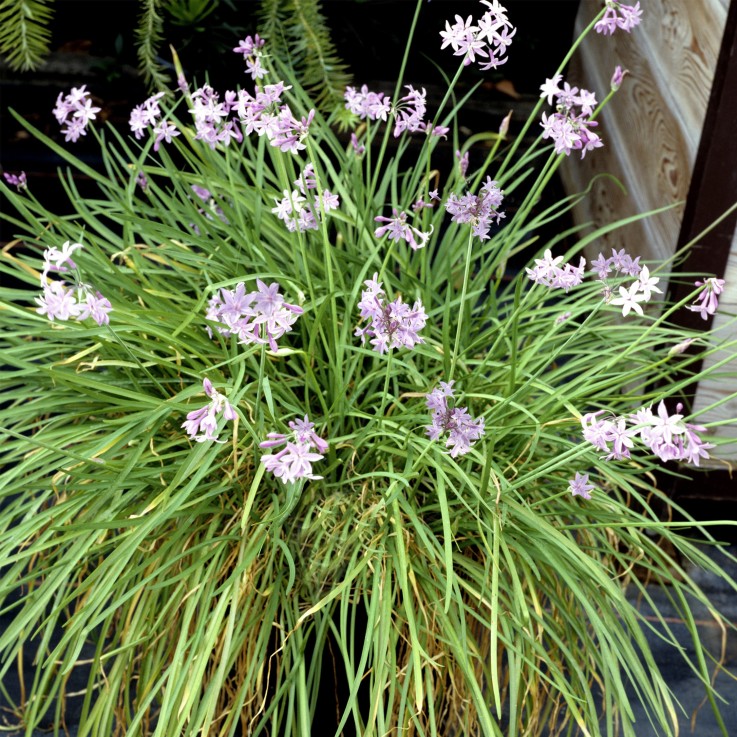 Tulbaghie - Set de 6 - Tulbaghia violacea - Hauteur 15-25cm - ⌀9cm