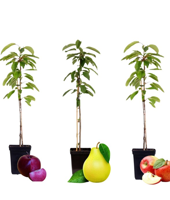 Colonnes de fruits - Set de...