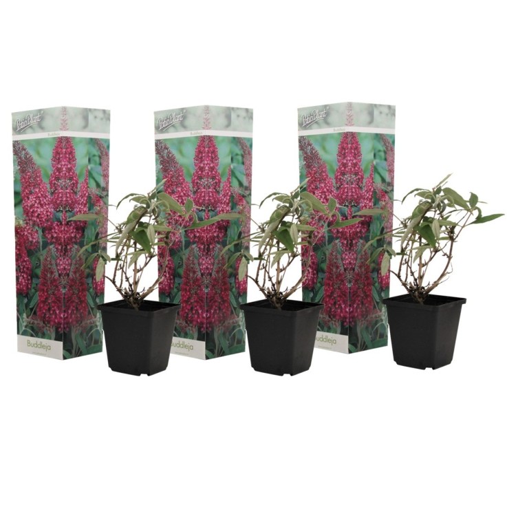 Arbre à papillons - Set de 3 - Buddleja davidii 'Pink Delight' - H25-40cm - ⌀9cm