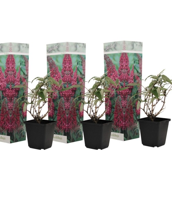 Arbre à papillons - Set de...