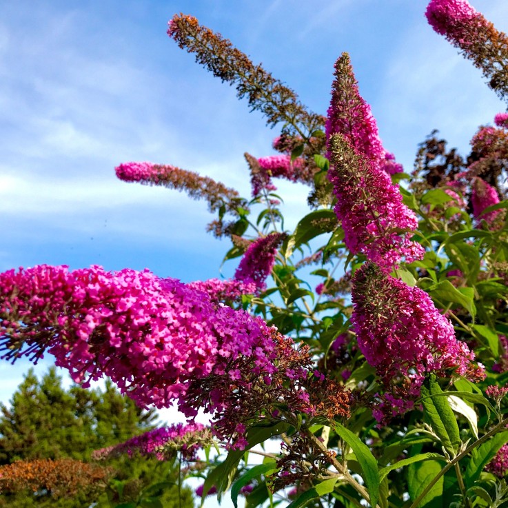 Arbre à papillons - Set de 3 - Buddleja davidii 'Pink Delight' - H25-40cm - ⌀9cm