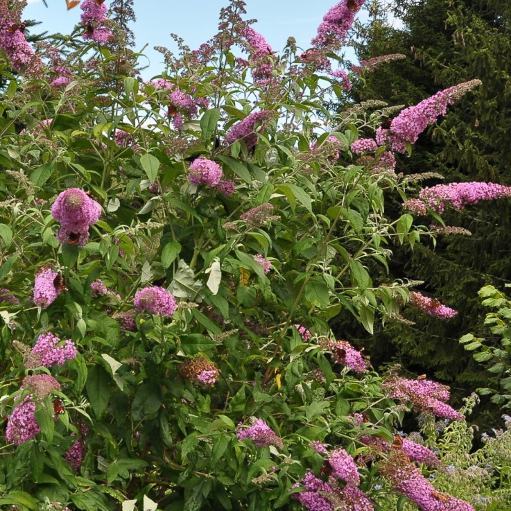 Arbre à papillons - Set de 3 - Buddleja davidii 'Pink Delight' - H25-40cm - ⌀9cm