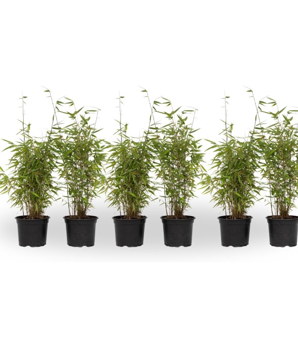 Bambou non-traçant - Set de...