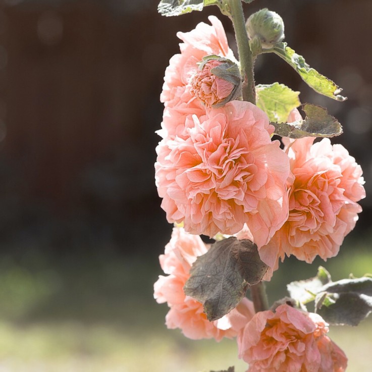 Rose trémière - Set de 6 - Alcea Rosea 'Peaches 'N Dreams' - Rhizomes - Rose