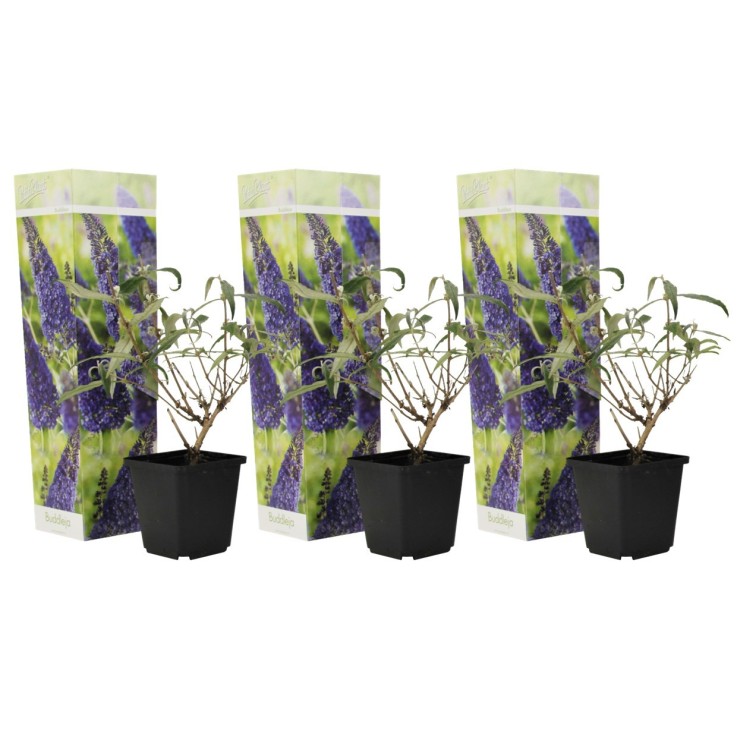 Arbre à papillons - Set de 3 - Buddleja davidii 'Nanho Blue' - H25-40cm - ⌀9cm