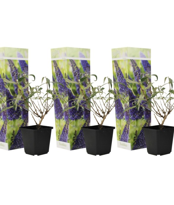 Arbre à papillons - Set de...