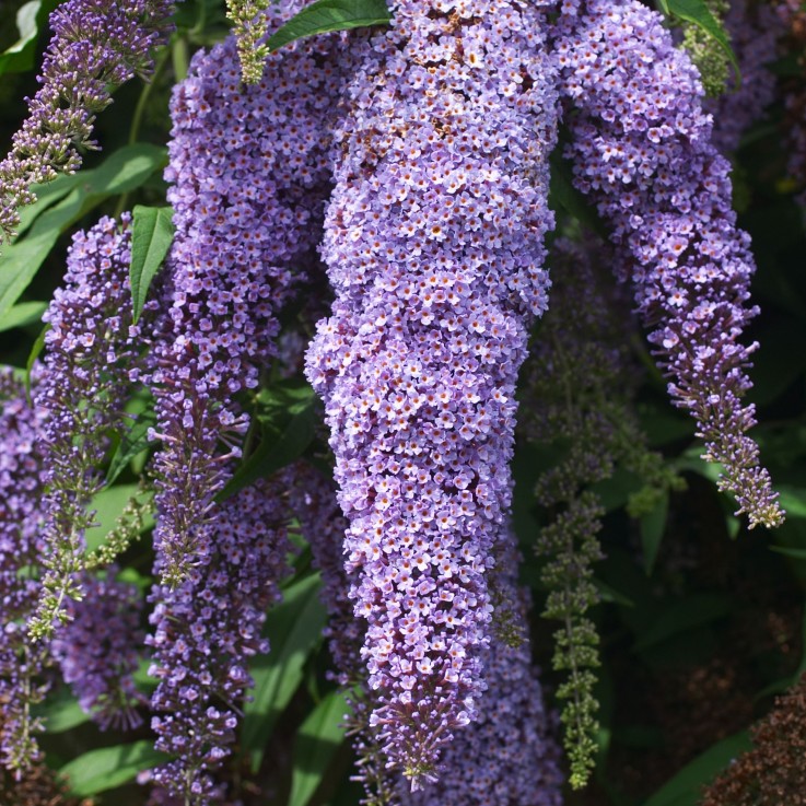 Arbre à papillons - Set de 3 - Buddleja davidii 'Nanho Blue' - H25-40cm - ⌀9cm