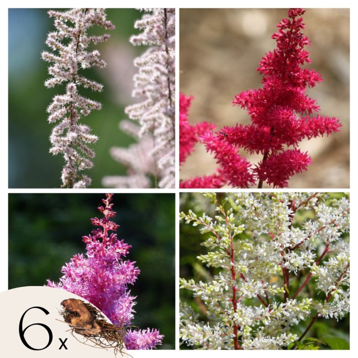 Faux Spiraea - Set de 6 - Astilbe - Rhizomes