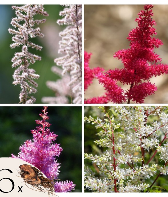 Faux Spiraea - Set de 6 -...