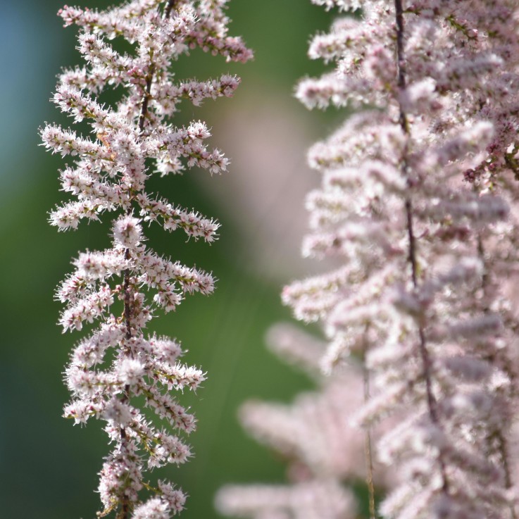 Faux Spiraea - Set de 6 - Astilbe - Rhizomes