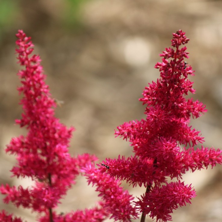 Faux Spiraea - Set de 6 - Astilbe - Rhizomes