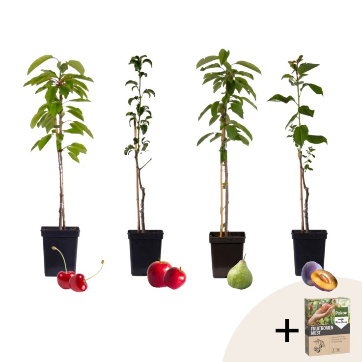 Mélange d'arbres fruitiers - Set de 4 - Malus, Pryus, Prunus - H60-70cm - ⌀9cm