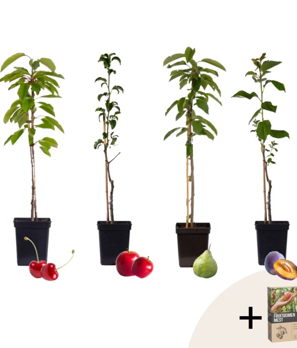 Mélange d'arbres fruitiers...