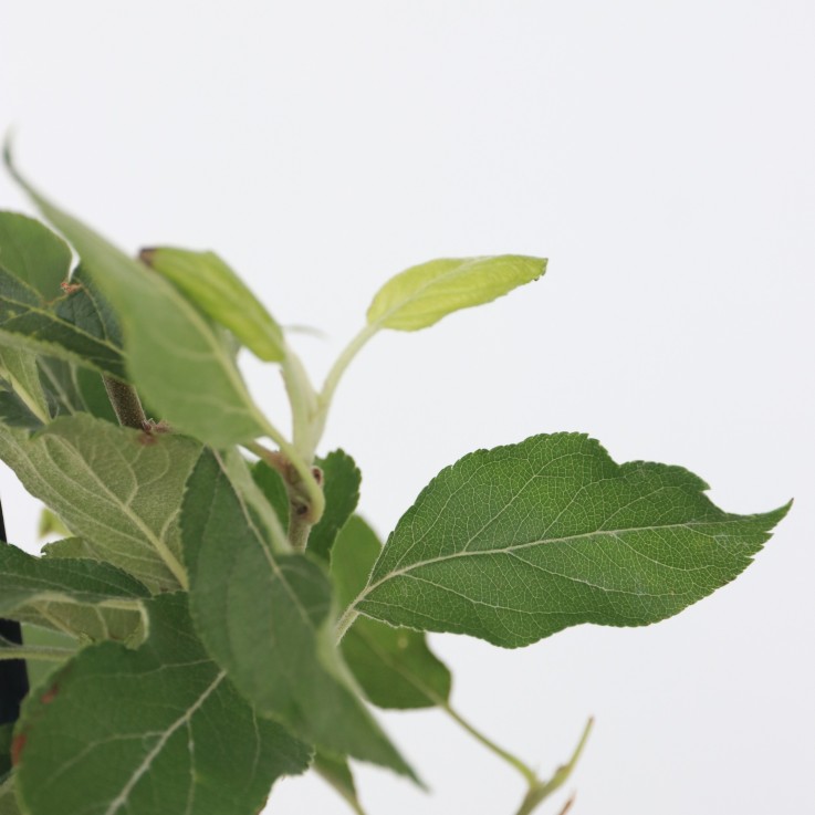 Mélange d'arbres fruitiers - Set de 4 - Malus, Pryus, Prunus - H60-70cm - ⌀9cm