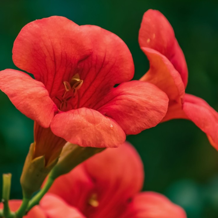 Bignone à trompettes - Campsis taglibuana 'Mme Galen' - H110-120cm - ⌀17cm