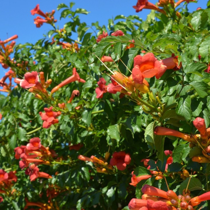 Bignone à trompettes - Campsis taglibuana 'Mme Galen' - H110-120cm - ⌀17cm