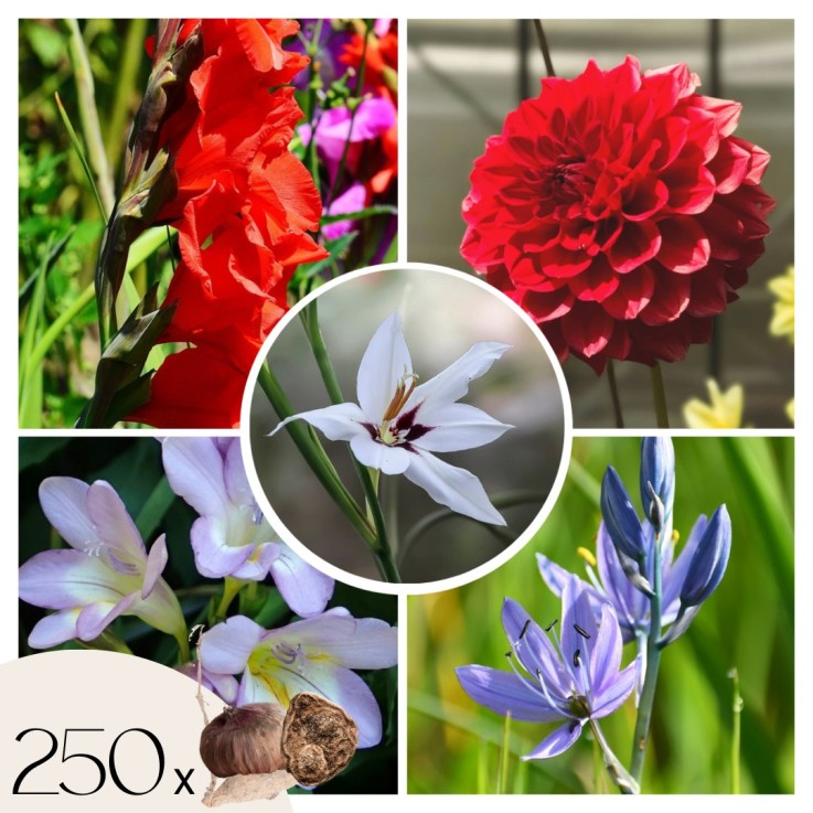 Mélange de bulbes des Pays-Bas - Set de 250 - Gladiolus, Dahlia, Freesia