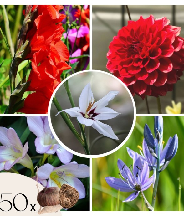 Mélange de bulbes des...