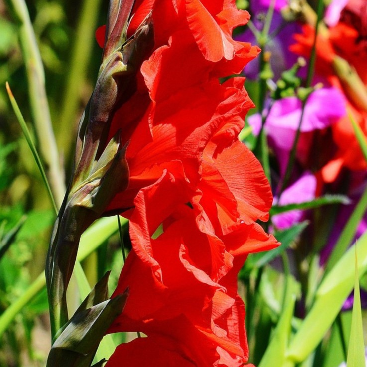 Mélange de bulbes des Pays-Bas - Set de 250 - Gladiolus, Dahlia, Freesia