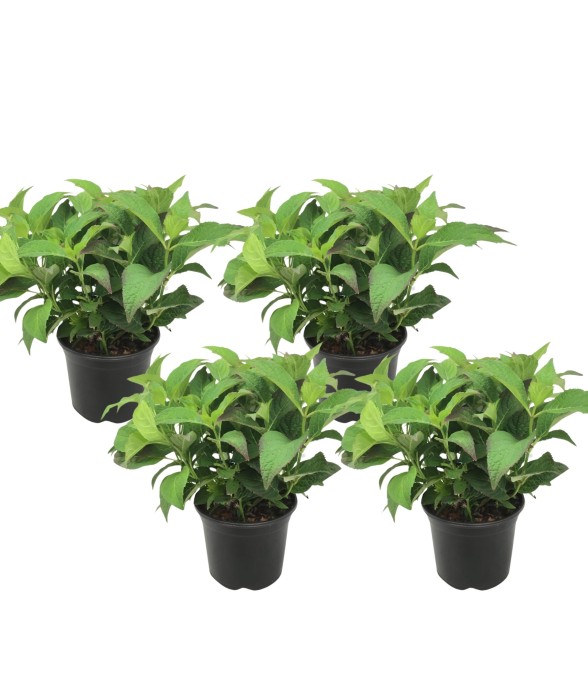 Hortensia - Set de 4 -...