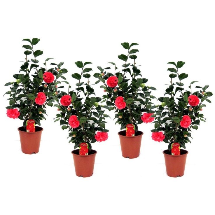 Camélia - Set de 4 - Camellia japonica 'Lady Campbell' - Hauteur 60-70cm - ⌀19cm