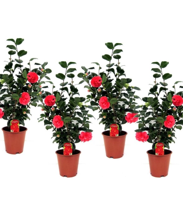 Camélia - Set de 4 -...