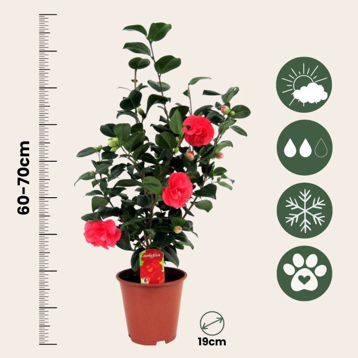Camélia - Set de 4 - Camellia japonica 'Lady Campbell' - Hauteur 60-70cm - ⌀19cm