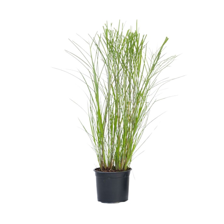 Roseau de Chine - Miscanthus sinensis 'Gracillimus' - Hauteur 40-60cm - ⌀23cm