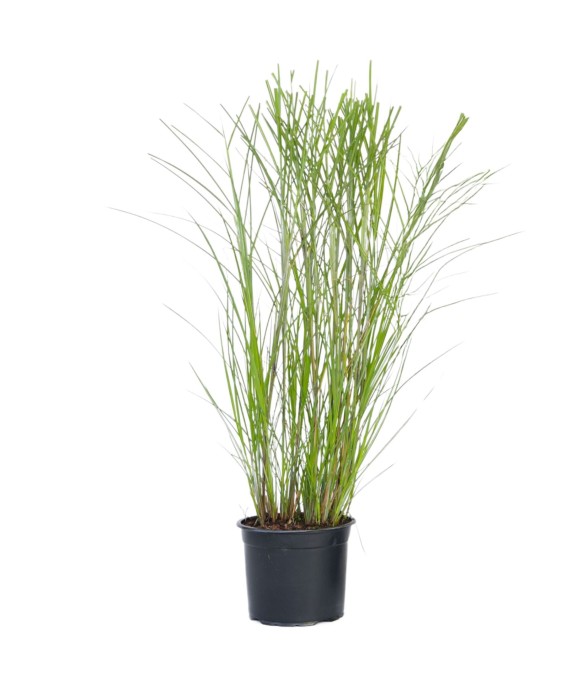 Roseau de Chine -...