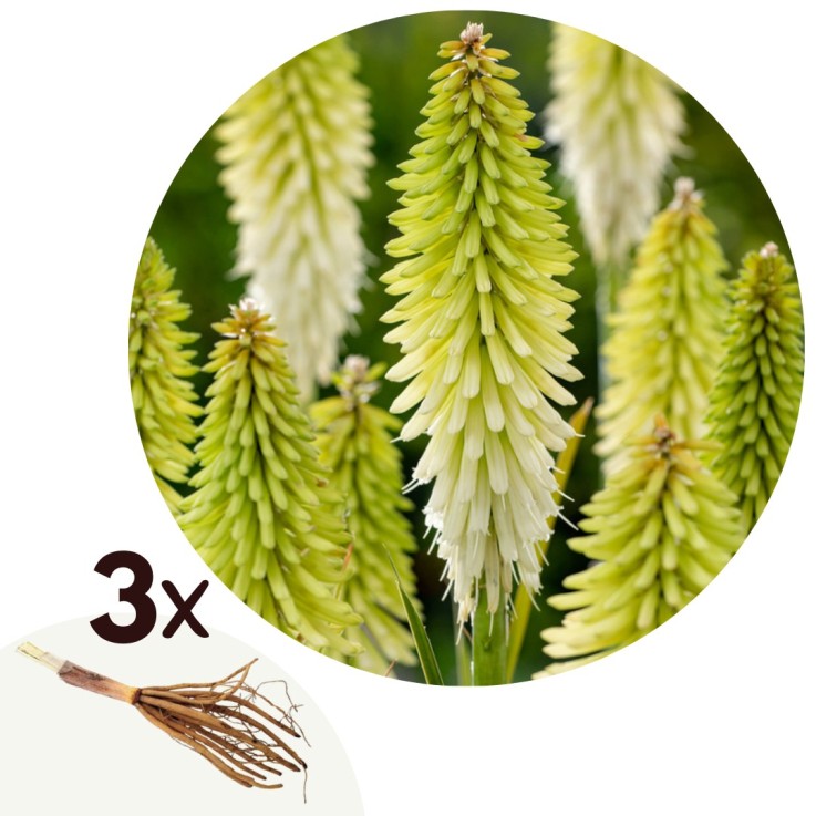 Tison de Satan - Set de 3 - Tritoma Kniphofia 'Ice Queen' - Rhizomes - Blanc