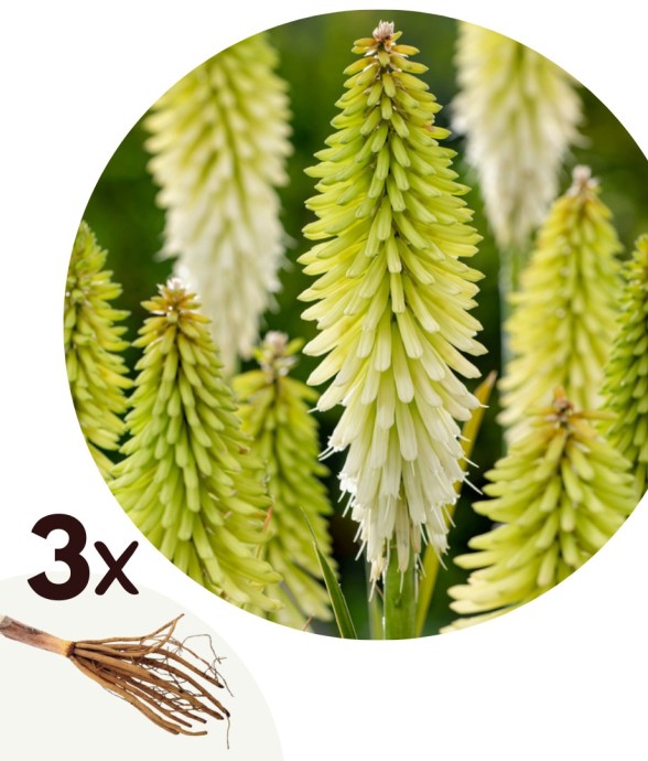 Tison de Satan - Set de 3 -...