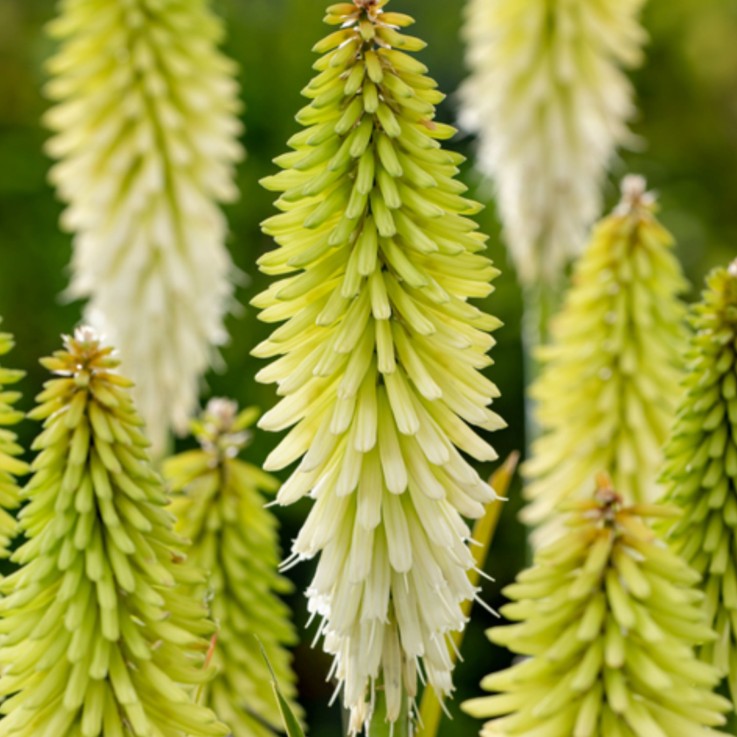 Tison de Satan - Set de 3 - Tritoma Kniphofia 'Ice Queen' - Rhizomes - Blanc