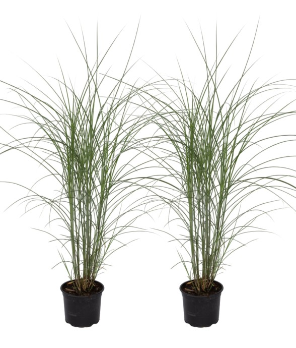 Roseau de Chine - Set de 2...