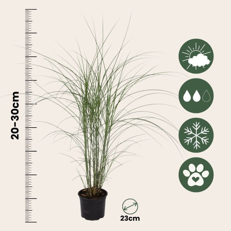 Roseau de Chine - Set de 2 - Miscanthus 'Silberspinne' - Hauteur 20-30cm - ⌀23cm