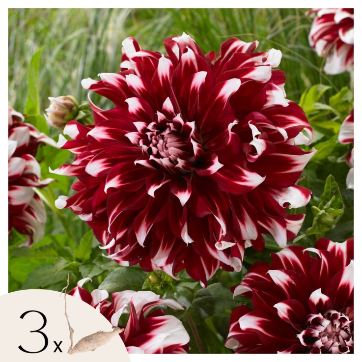 Dahlias - Set de 3 - Dahlia 'X-Factor' - Bulbes à fleurs - Vert