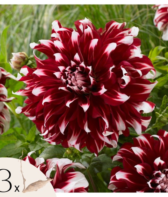 Dahlias - Set de 3 - Dahlia...
