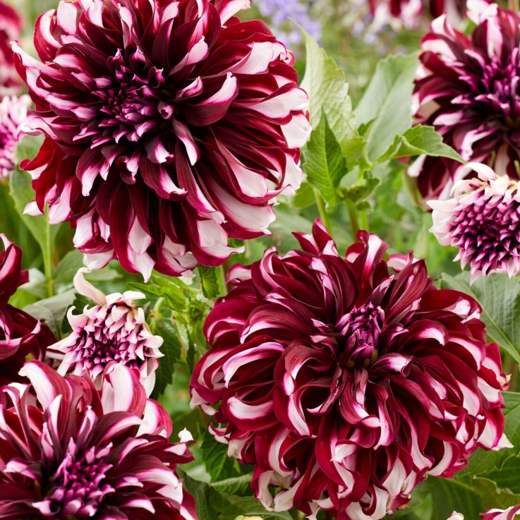Dahlias - Set de 3 - Dahlia 'X-Factor' - Bulbes à fleurs - Vert
