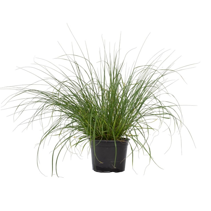 Pennisétum - Pennisetum alopecuroides 'Hameln' - Hauteur 20-30cm - ⌀23cm