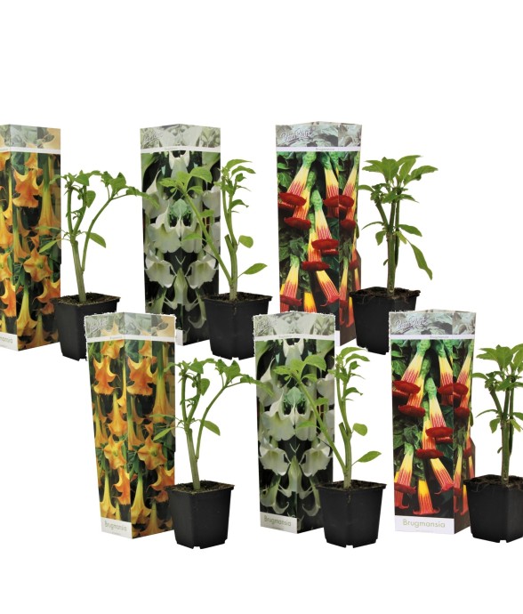 Trompette des Anges - Set...