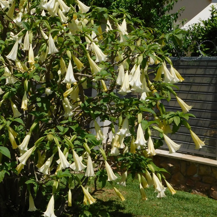Trompette des Anges - Set de 6 - Brugmansia - Hauteur 25-40cm - ⌀9cm