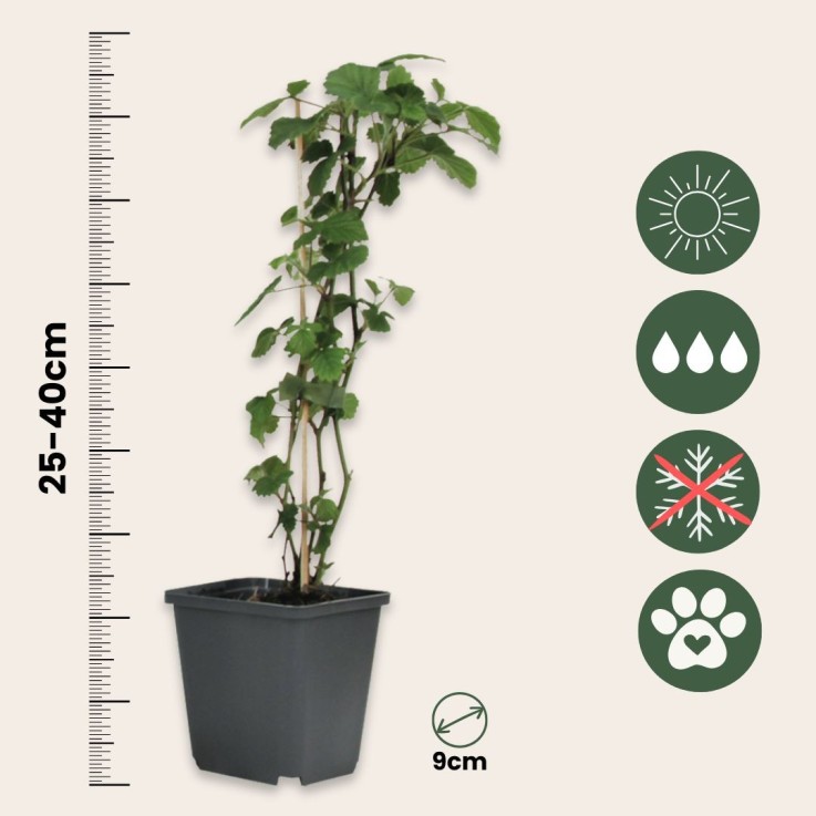 Trompette des Anges - Set de 6 - Brugmansia - Hauteur 25-40cm - ⌀9cm