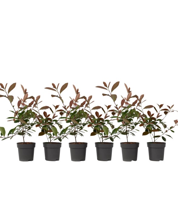 Feuille de noyer - Set de 6...