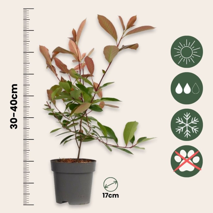 Feuille de noyer - Set de 6 - Photinia fraseri 'Red Robin' - H30-40cm - ⌀17cm