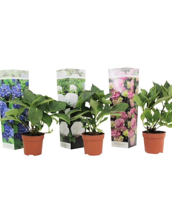 Hortensia - Set de 3 -...